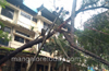 Tree falls over electric pole at Bejai